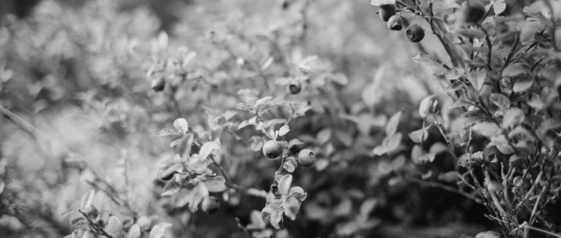 Świeże warzywa i składniki w kuchni